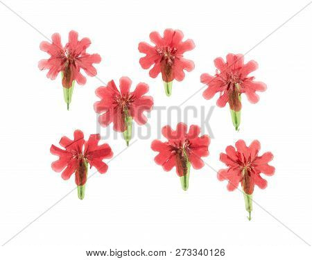 Pressed And Dried Flowers Lychnis Chalcedonica Isolated On White Background. For Use In Scrapbooking
