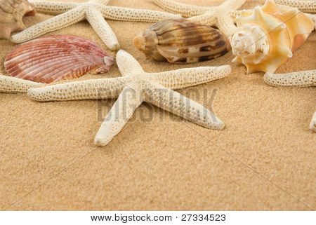 Морские звезды и морские ракушки на золотом песке