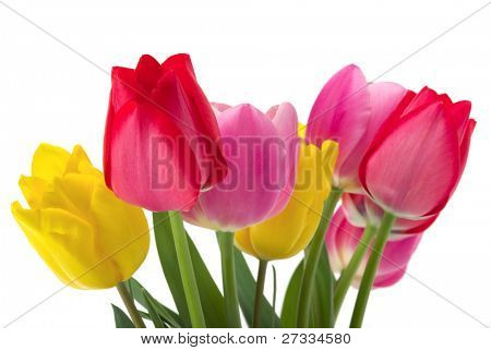 elegante gelben, roten und Rosa Tulpen