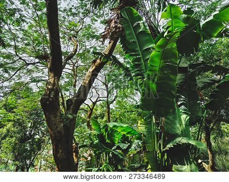 The Beautiful Garden In Shenzhen City, China
