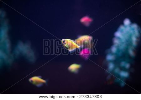 Dark Aquarium With Lots Of Small Fish. Ternary And Barbus In A Dark Aquarium.