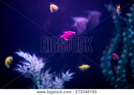 Dark Aquarium With Lots Of Small Fish. Ornatus In The Dark Aquarium. Ternary In The Aquarium