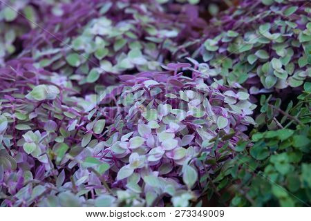Callisia Repens, Turtle Vine Or Inch Plant. Leaves Background