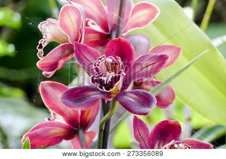 Orchid Flower In Tropical Garden Phalaenopsis Orchid Flowers Growing On Tenerife Canary Islands Orch