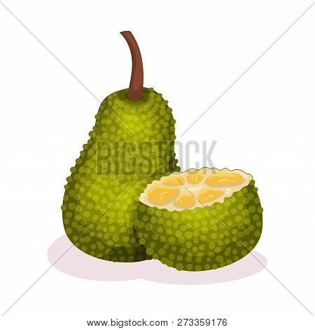 Whole And Half Of Jackfruit. Juicy Tropical Fruit. Exotic Food. Vegetarian Nutrition. Detailed Flat 