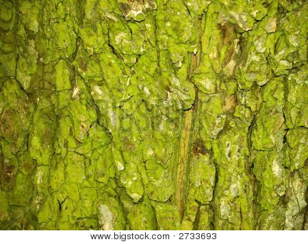 Grøn Bark