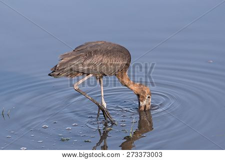 African Openbill Stork, Anastomus Lamelligerus, Eating In The Chobe River, Botswana