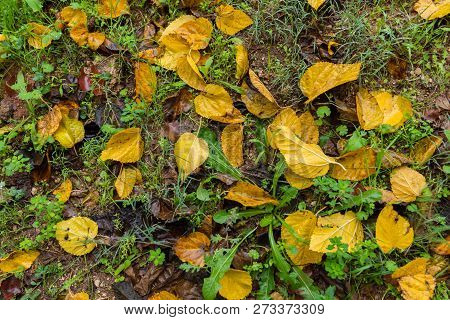 Background Of Colored Wet Autumnal Leaves At Morning