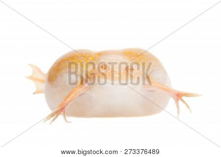 Albino African Clawed Frog On White Background