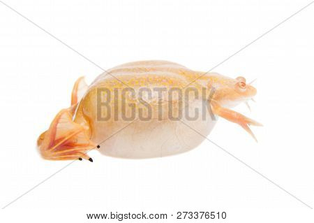 Albino African Clawed Frog On White Background