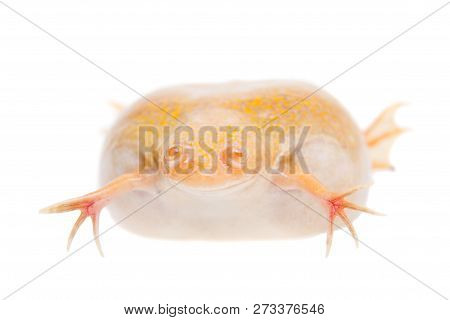 Albino African Clawed Frog On White Background