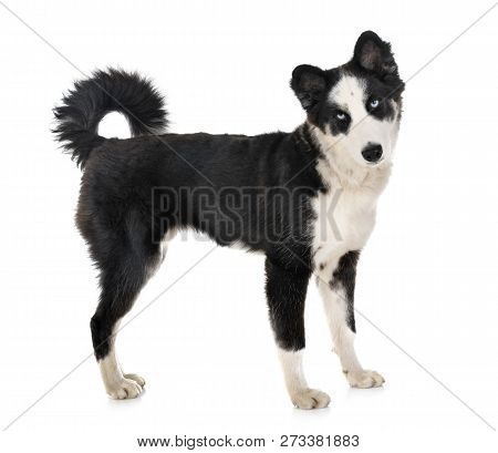 Young Yakutian Laika In Front Of White Background