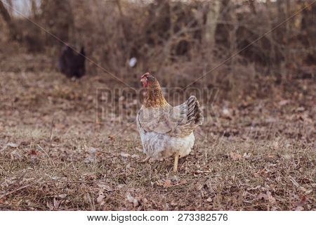 Funny Chicken Runs Running Outdoors, Close-up. Big Goat Farm.
