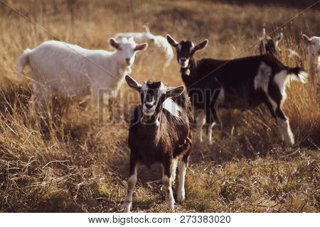 Little Goats Grazing In The Meadow.  Big Goat Farm.