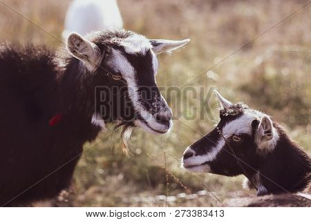 Two Goats Stare At Each Other. Close-up. Big Goat Farm.