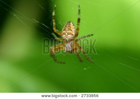 Macro d'araignée