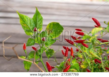 Red Capsicum Annuum Or Chilli Padi With Green Leafs On Wooden Background