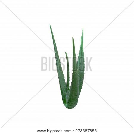 Alovera On White Background With Clipping Paths