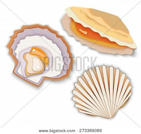 Seafood Delicacy Oysters Maluski Middy In The Shell