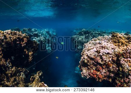 Underwater Rocks With Corals In Blue Ocean. National Park Menjangan Island