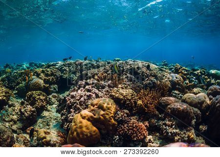 Underwater World With Corals And Tropical Fish In Blue Sea. Menjangan Island