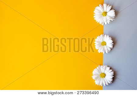 Three Daisies On Orange-gray Background. There Is Free Space For Text.