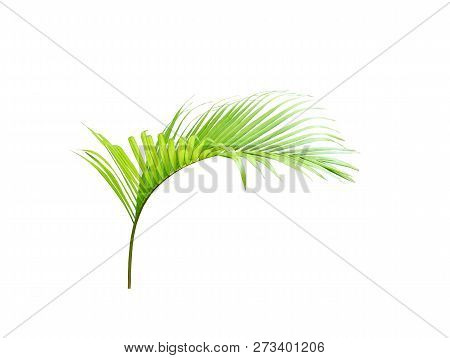 Green Palm Leaf Isolated On White For Summer Background