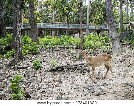 A Small Brown Deer Is Looking Warily