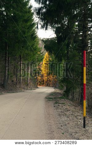 Winding Macadam Road And Yellow-red Snow Plow Stake In Coniferous Woods In Autumn. Winter Services, 