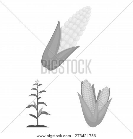 Vector Design Of Corn And Leaf Logo. Collection Of Corn And Sweet Stock Vector Illustration.
