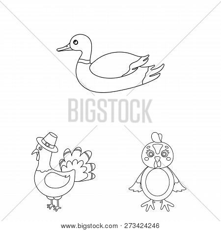 Isolated Object Of Funny And Poultry Logo. Collection Of Funny And Farming Stock Vector Illustration