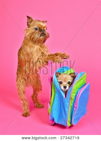 Hund travel, isoleret på pink baggrund