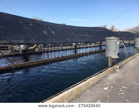 Dan, Israel - November 27, 2018: Ponds For Growing Trout In Kibbutz Dan In Northern Israel