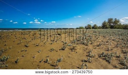 A Close Up View Of Plants On A Beach, Caspian Sea Under Blue Sky In Early September, Snag On On The 
