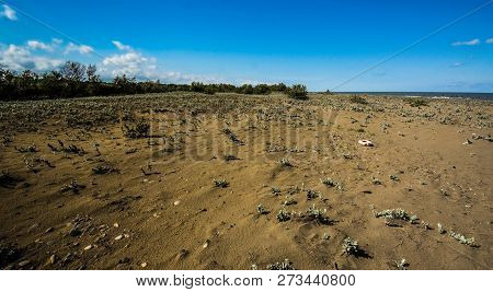 A Close Up View Of Plants On A Beach, Caspian Sea Under Blue Sky In Early September, Snag On On The 