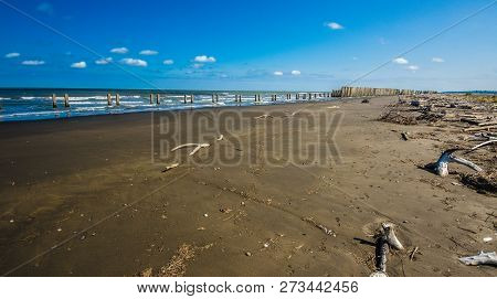 A Close Up View Of Plants On A Beach, Caspian Sea Under Blue Sky In Early September, Snag On On The 