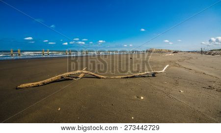 A Close Up View Of Plants On A Beach, Caspian Sea Under Blue Sky In Early September, Snag On On The 