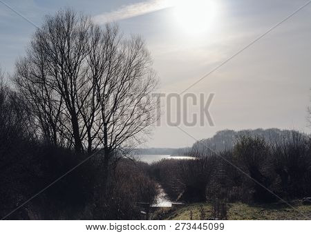 Scenery With Bare Trees And Reeds At The Lake Under The Cold Winter Sun, Copy Space