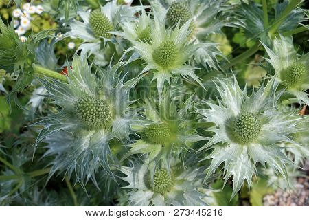Ornamental Sea Holly (eryngium Species) In Flower With Silver Grey Foliage Viewed From Above.