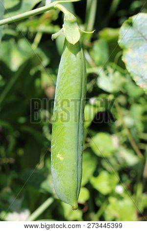 Ripe Garden Pea (pisum Sativum) Pods Hanging Down From A Vine With A Background Of Leaves.
