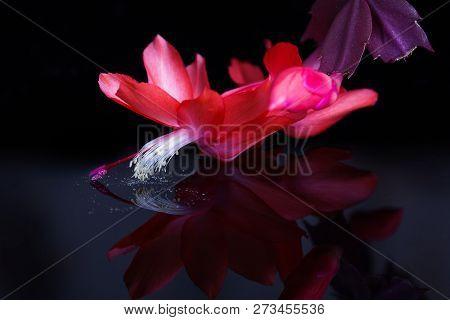 Bright Red Pink Flower Close-up On Black Background. Blooming Red Christmas Cactus Schlumbergera. Ep