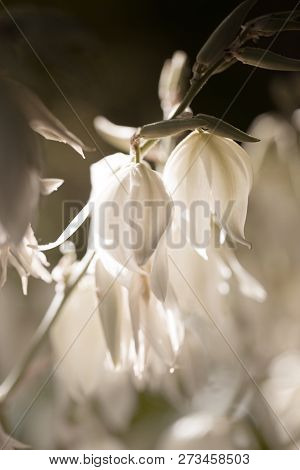 Decorative Yucca Plant. Flowers Of Yucca. Blooming Yucca Bush. Yucca Bushes In Bloom. Gardening Them