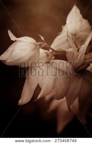 Decorative Yucca Plant. Flowers Of Yucca. Blooming Yucca Bush. Yucca Bushes In Bloom. Gardening Them