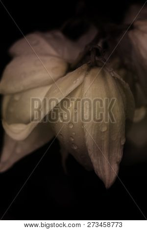 Decorative Yucca Plant. Flowers Of Yucca. Blooming Yucca Bush. Yucca Bushes In Bloom. Gardening Them