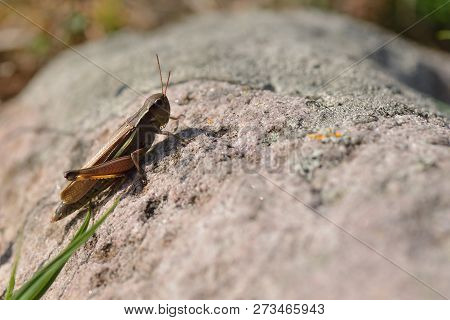 Large Marsh Grasshopper In Sweden On A Stone.