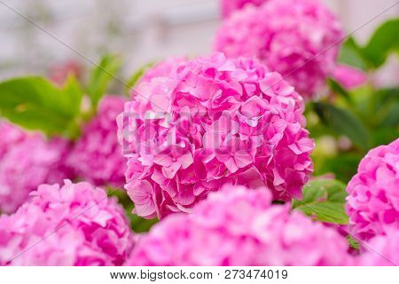 Vibrant Pink. Hydrangea Blossom On Sunny Day. Pink Hydrangea In Full Bloom. Flowering Hortensia Plan