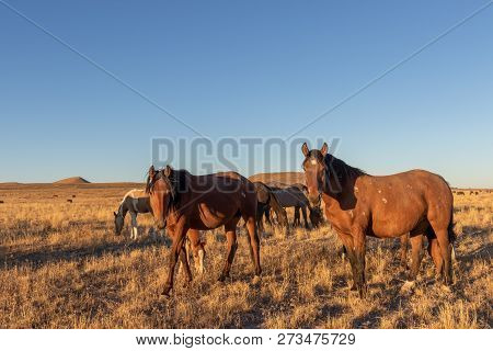 A Herd Of Wild Horses In The Utah Desert