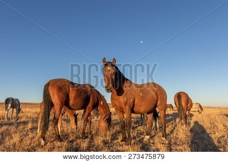 A Herd Of Wild Horses In The Utah Desert