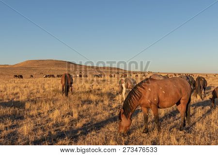 A Herd Of Wild Horses In The Utah Desert