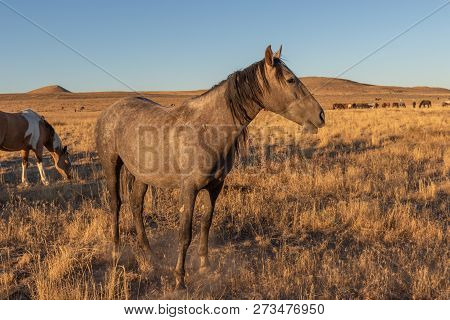 A Herd Of Wild Horses In The Utah Desert